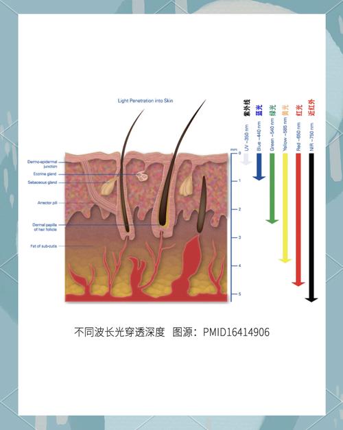 活體成像系統(tǒng)光源波長選擇的核心邏輯與穿透深度優(yōu)化方案