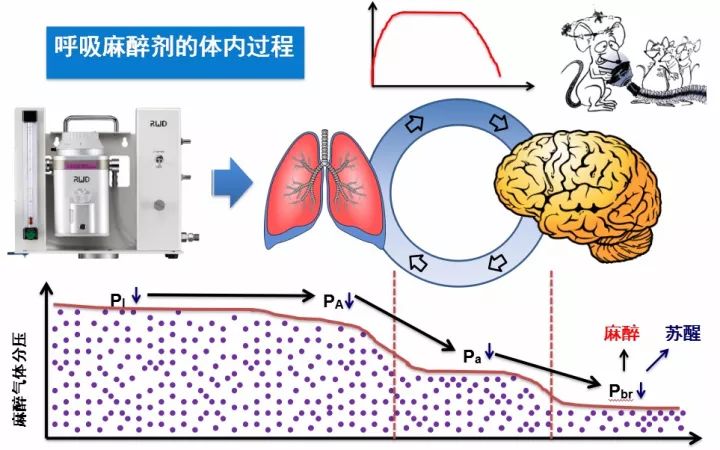 小動物活體成像實驗動物麻醉深度的標準化控制與生理干擾規(guī)避